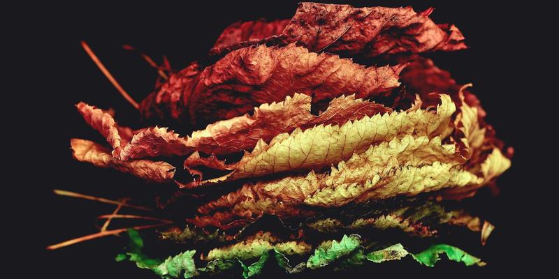 网络架构演进：如何通过现代网络技术优化IT资源管理