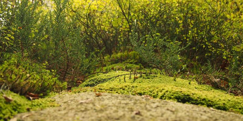 重塑网络安全边界：SDP技术如何守护企业关键IT资源与远程访问架构